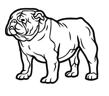 Outline drawing of a bulldog
